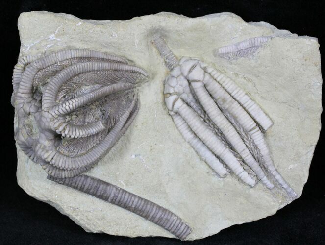 Agaricocrinus & Scytalocrinus Crinoid Association - Indiana #27563